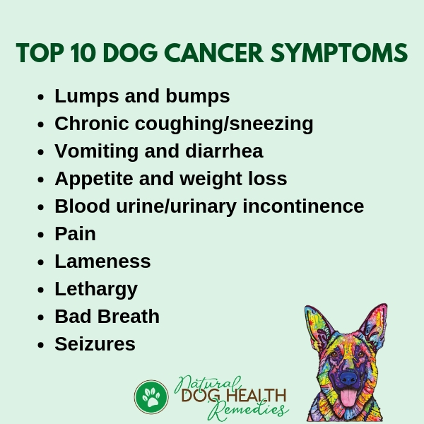 10 Dog Cancer Symptoms