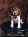 Another formal portrait of Tipper as a puppy