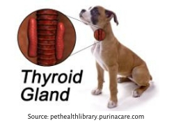 Dog Thyroid Gland