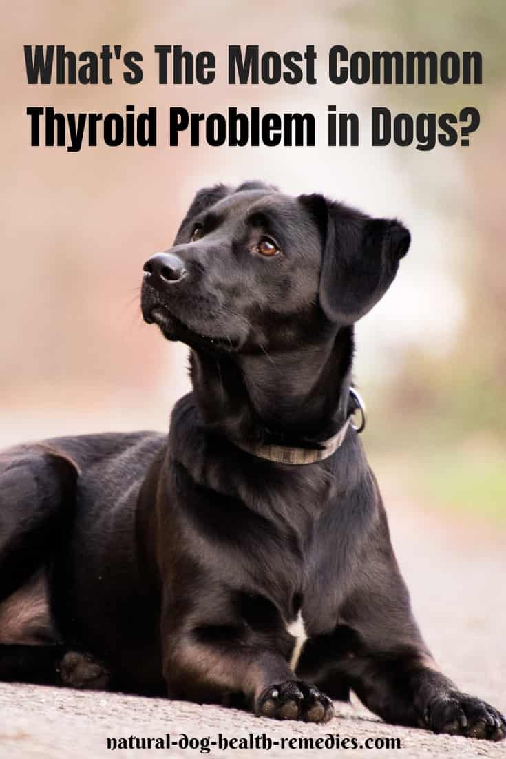 Thyroid Problems in Dogs