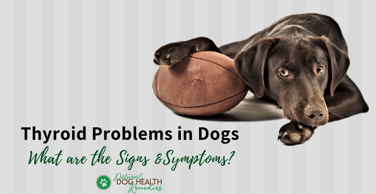 Thyroid Problems in Dogs