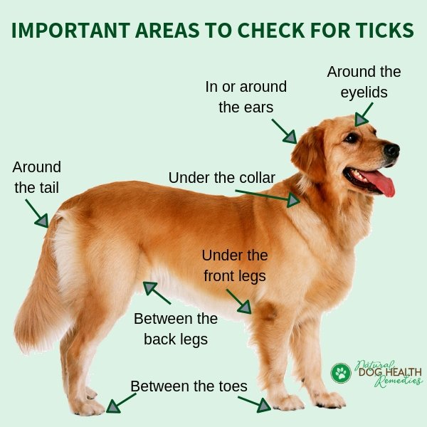 how do you kill a tick on a dog