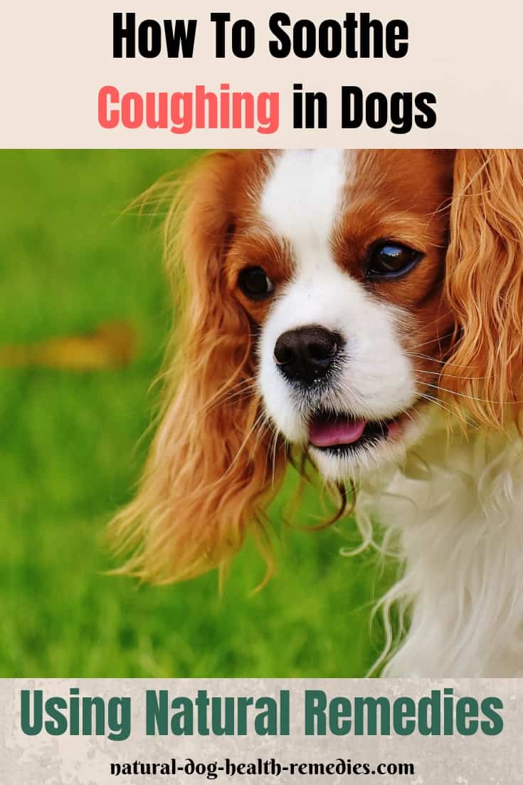Natural Remedies for Dog Coughing