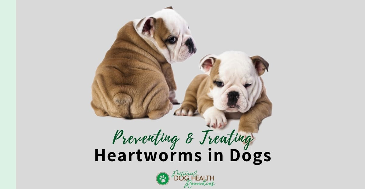 Treating Heartworm in Dogs