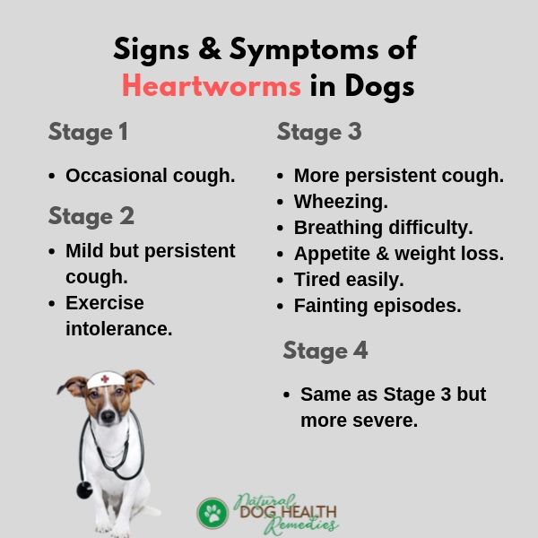 Dog Heartworm Symptoms