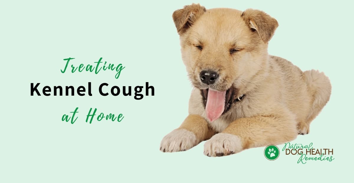 Treating Kennel Cough Naturally