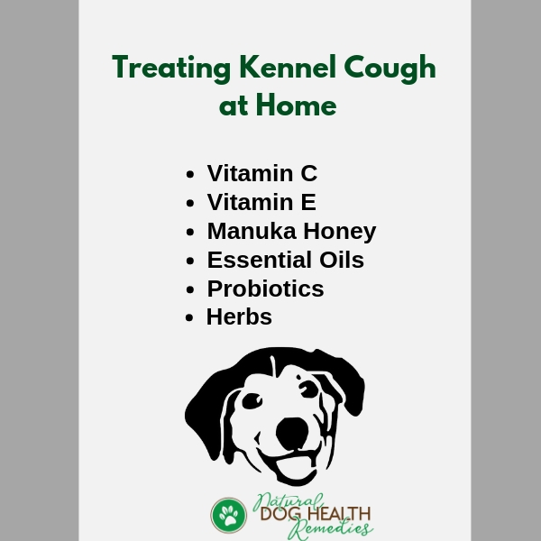 How To Treat Kennel Cough At Home
