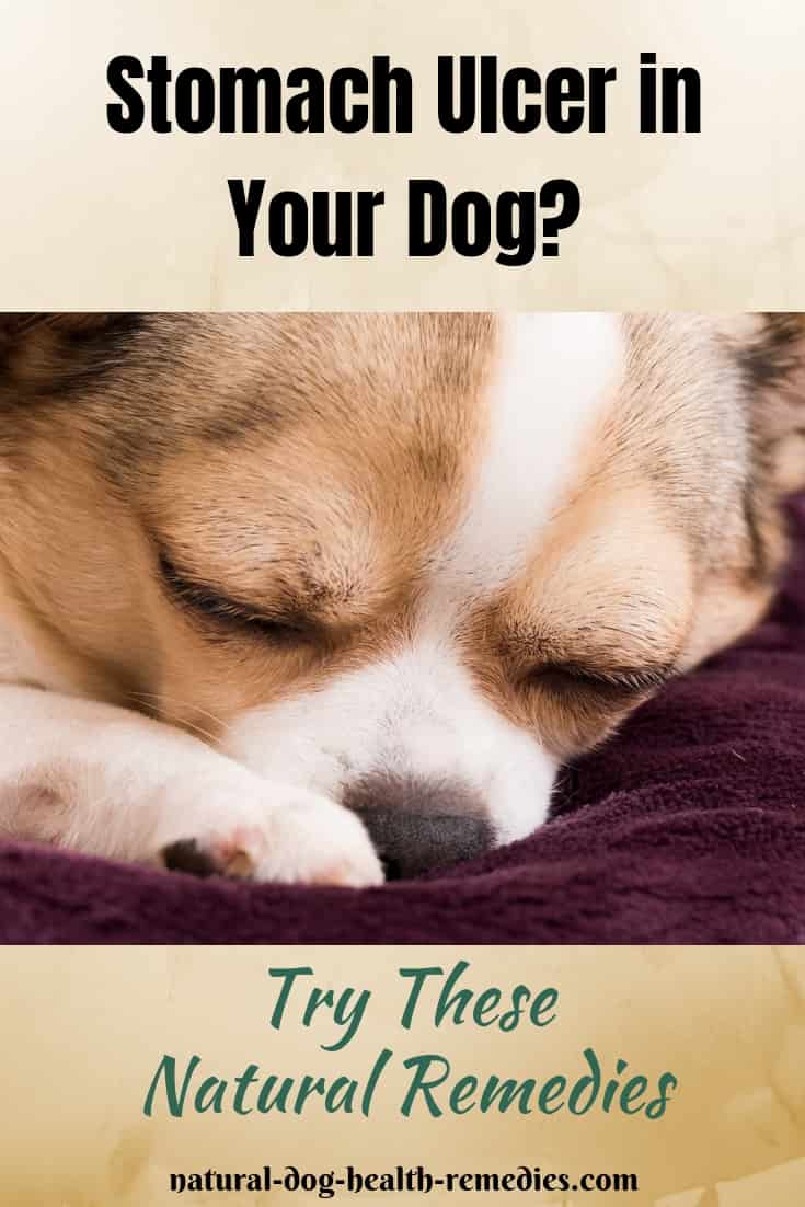 Dog Stomach Ulcers Home Remedies