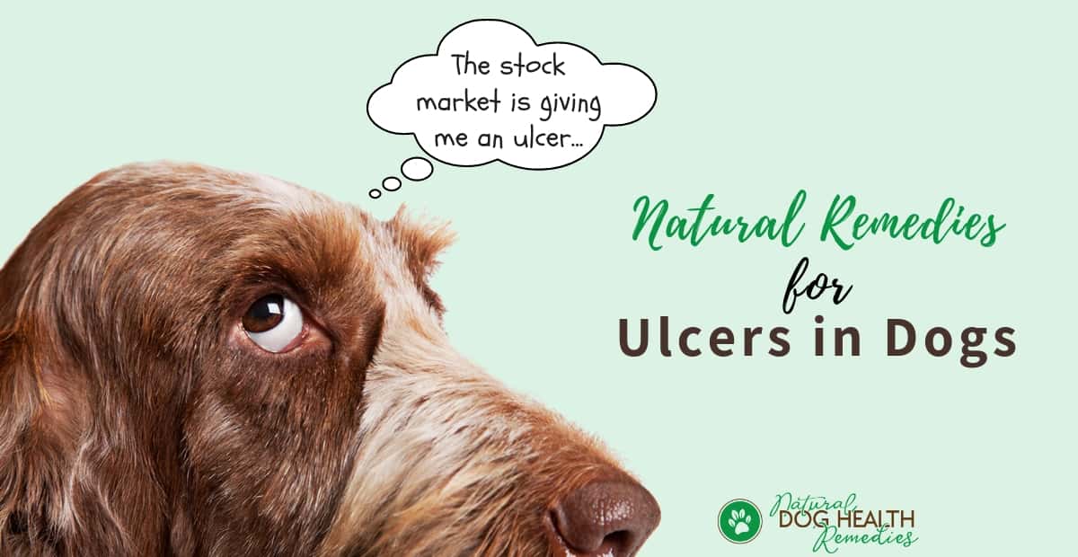 Stomach Ulcers in Dogs