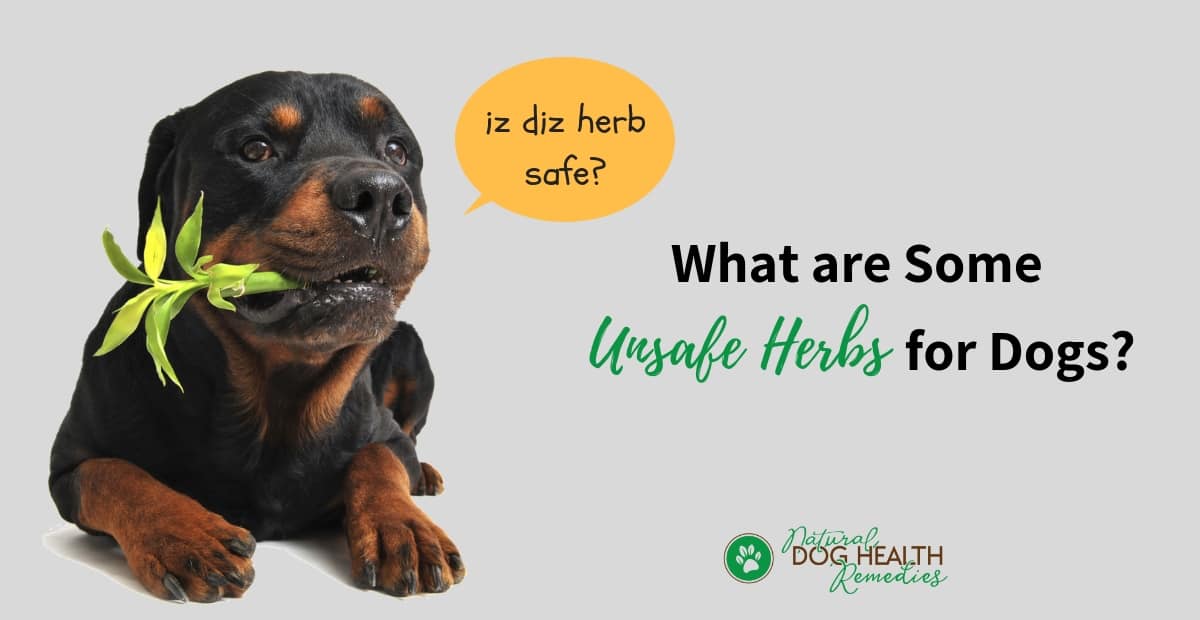 Unsafe Herbs for Pets