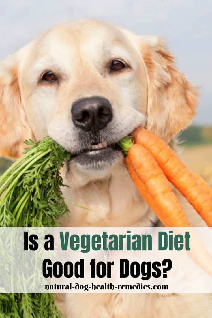 Vegetarian Diet for Dogs