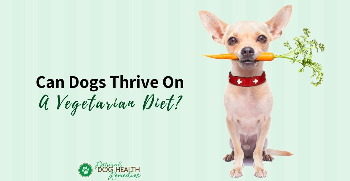 Vegetarian Diet for Dogs