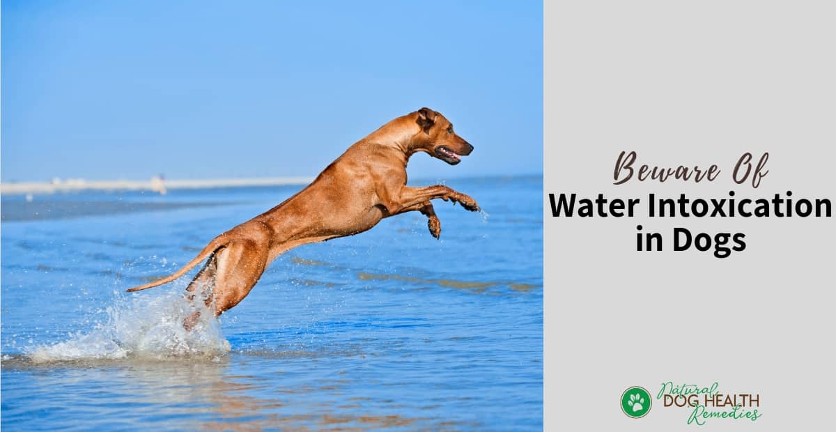Beware of Water Intoxication in Dogs | Symptoms, Treatment ...