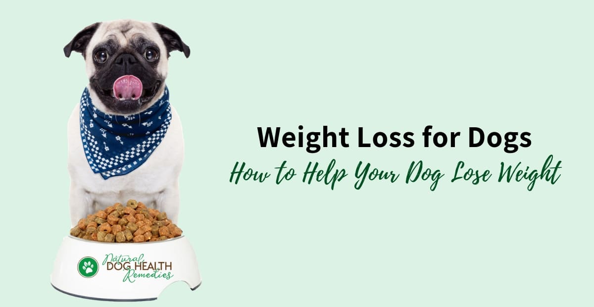 Weight Loss for Dogs