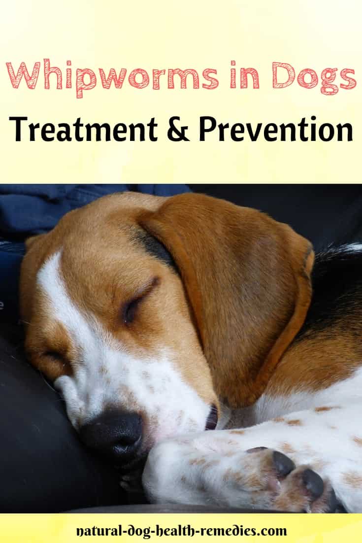 Whipworms in Dogs Symptoms, Treatment, Prevention