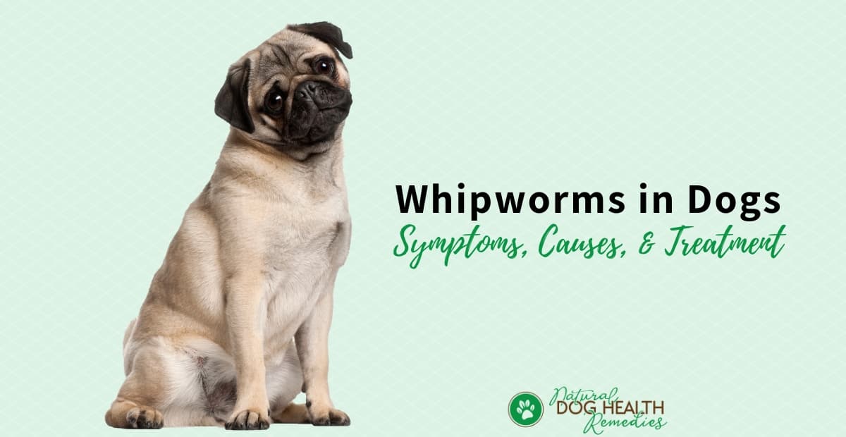 Whipworms in Dogs