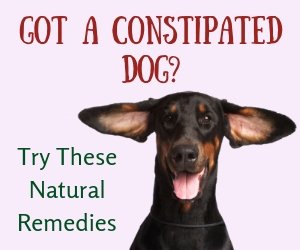 Canine Constipation Remedies
