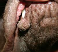 Picture of Dog Warts