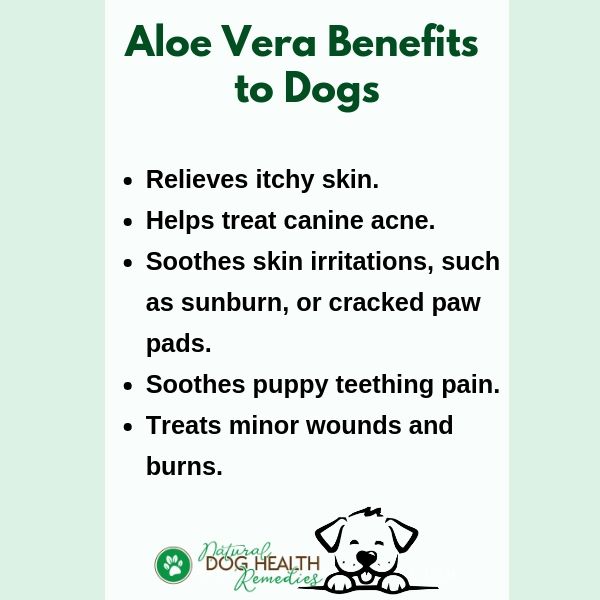 Benefits of Aloe Vera to Dogs