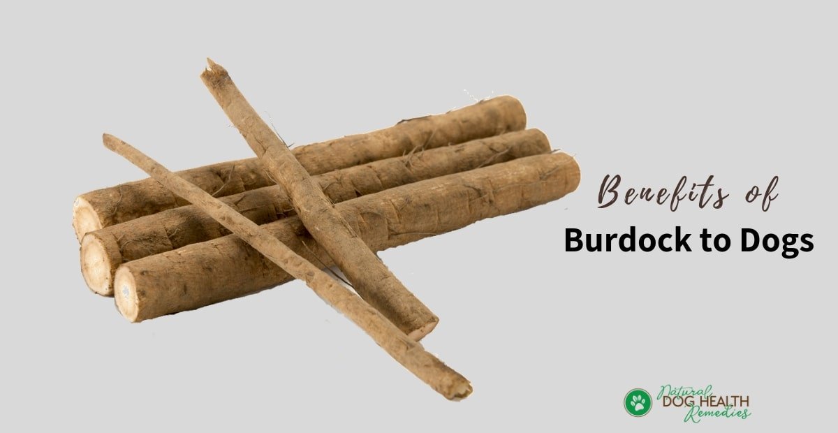 Burdock Roots for Dogs