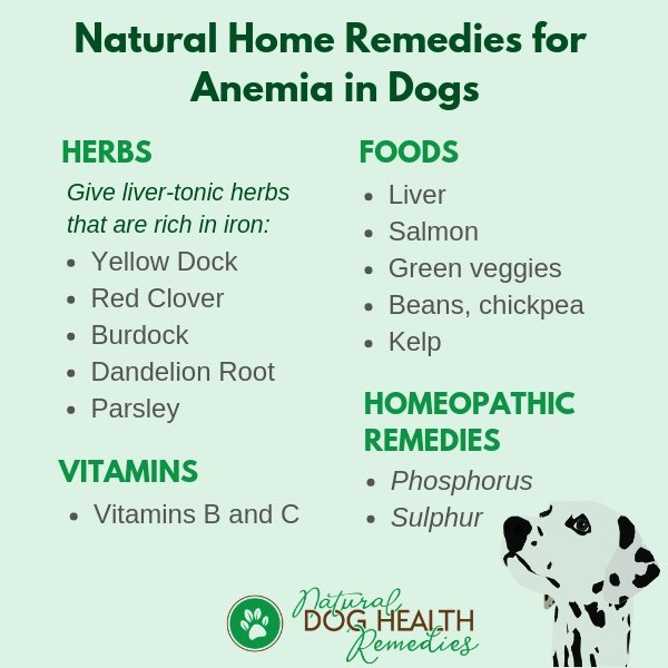 Canine Anemia Natural Home Remedies