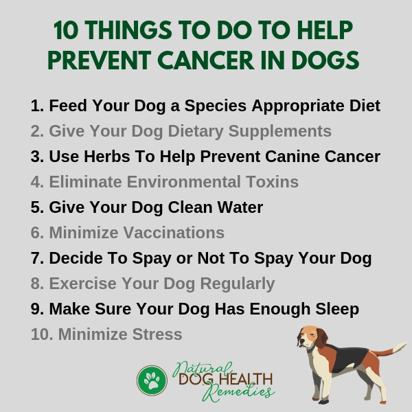 Ten Things To Do To Prevent Canine Cancer