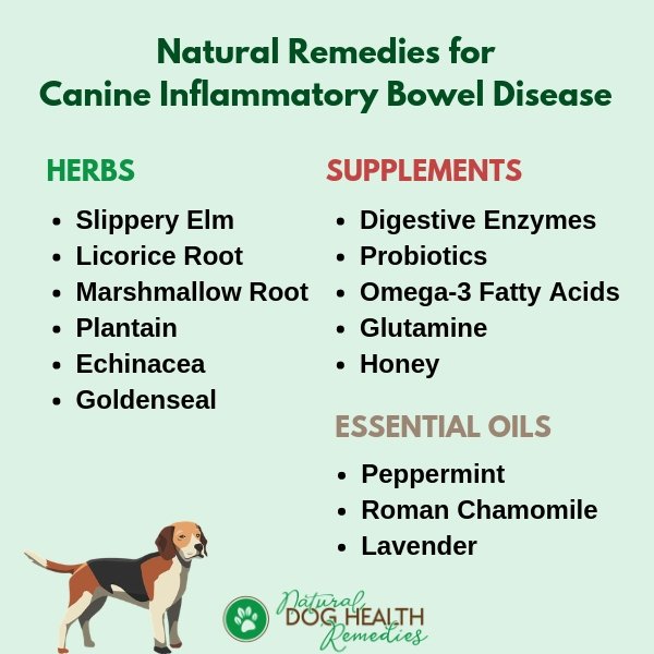 Natural Remedies for Canine IBD