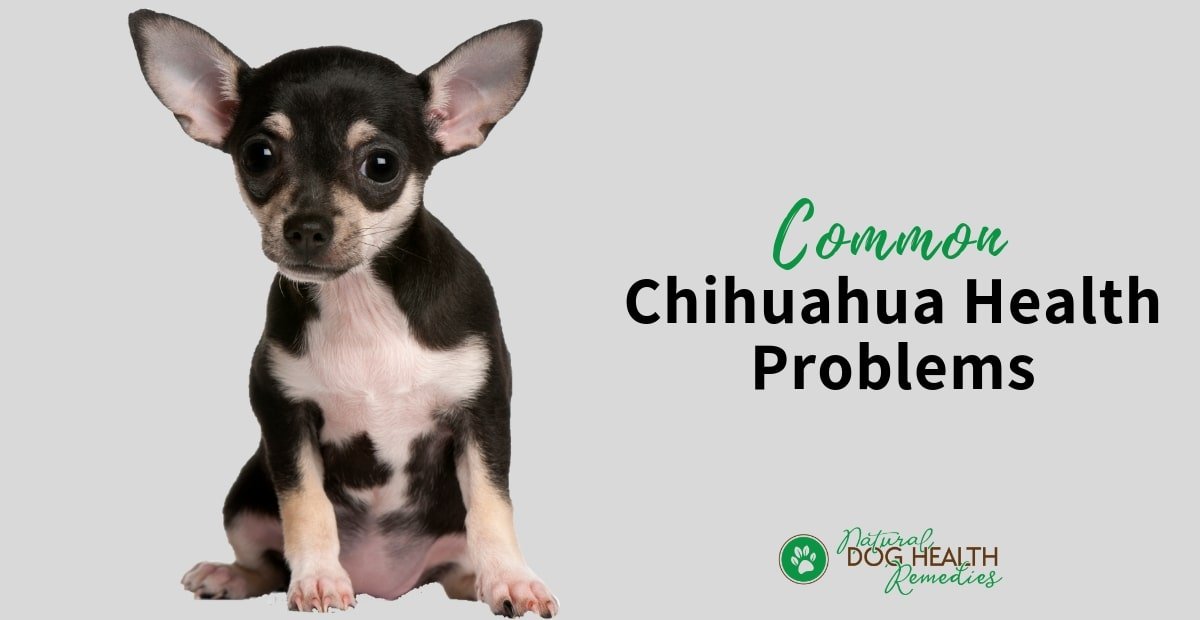 Chihuahua Health Problems