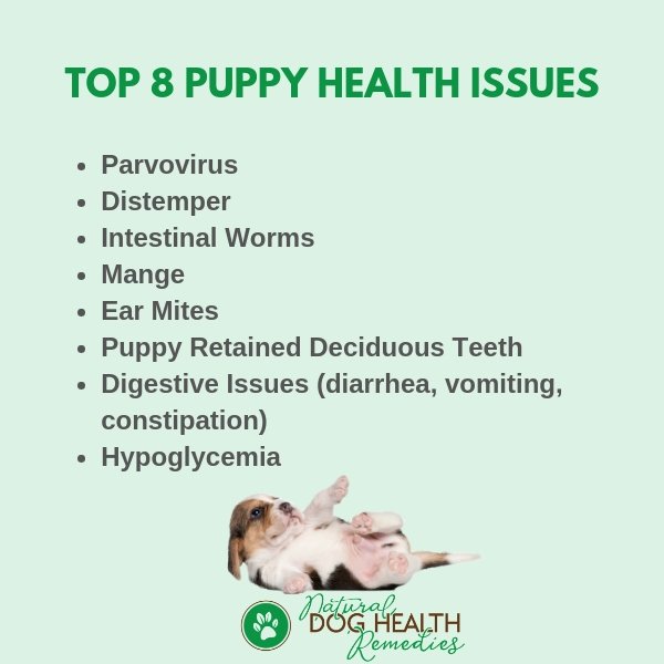 Top 8 Puppy Health Issues