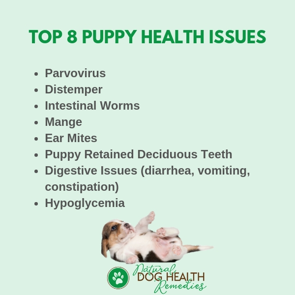 Common Puppy Illnesses and Health Symptoms