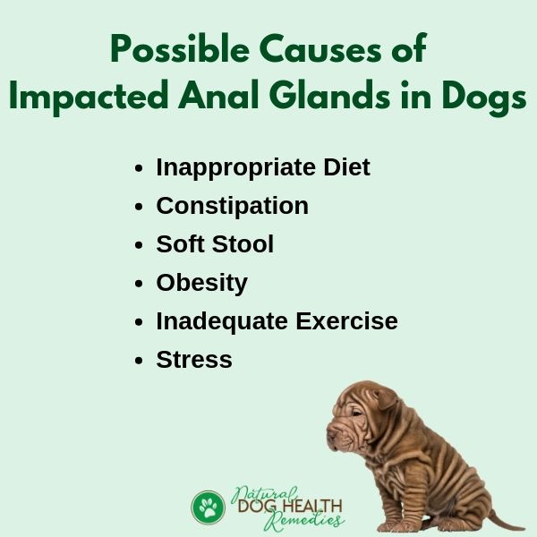 Causes of Impacted Dog Anal Glands