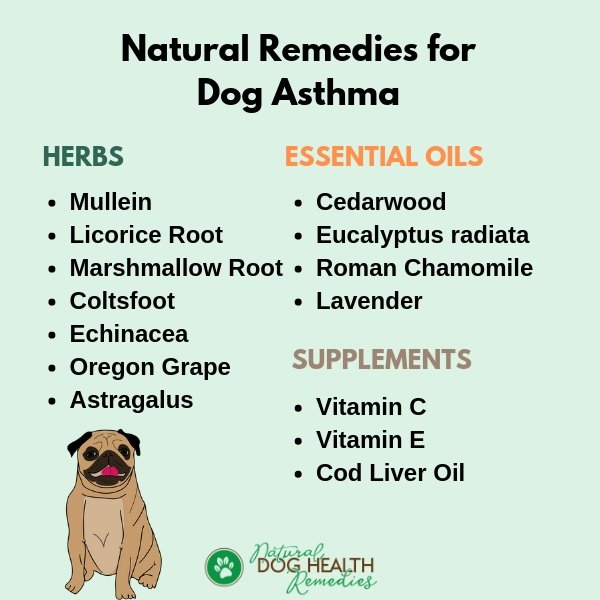 Asthma in Dogs Natural Treatments