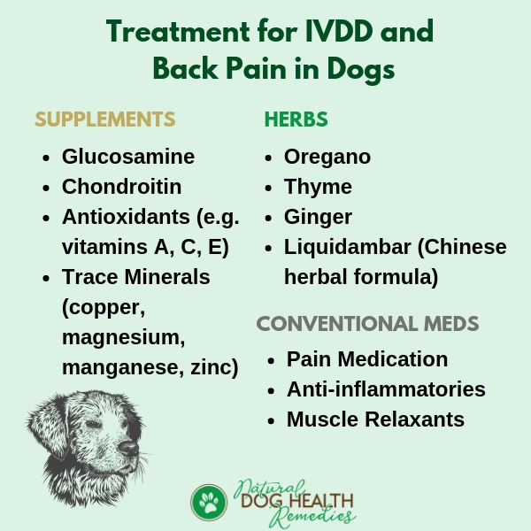 Treatment for IVDD and Back Pain in Dogs
