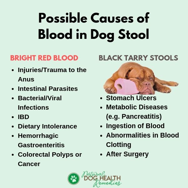 what could be wrong with my dog if he is pooping blood