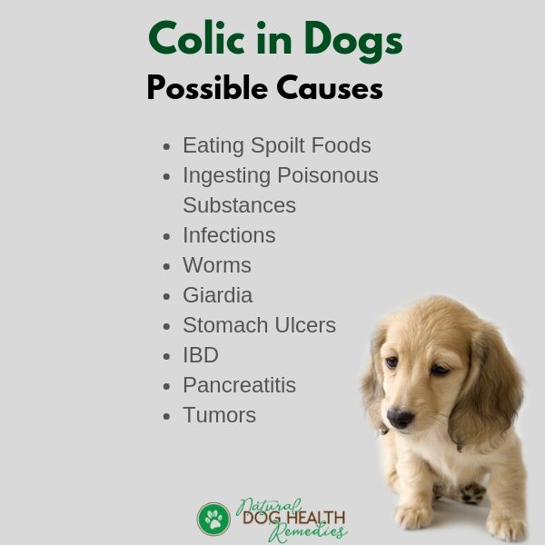 Dog Colic Causes