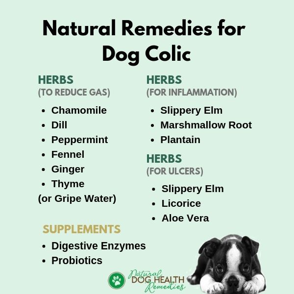 Dog Colic Natural Remedies