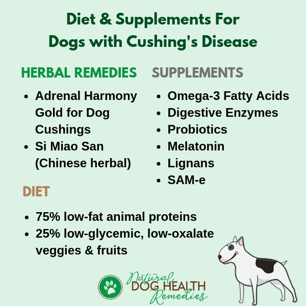 Canine Cushings Disease Recommended Diet & Supplements