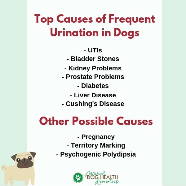 Dog Frequent Urination Causes
