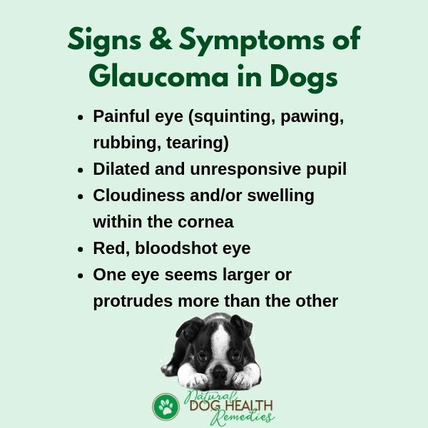 Symptoms of Glaucoma in Dogs