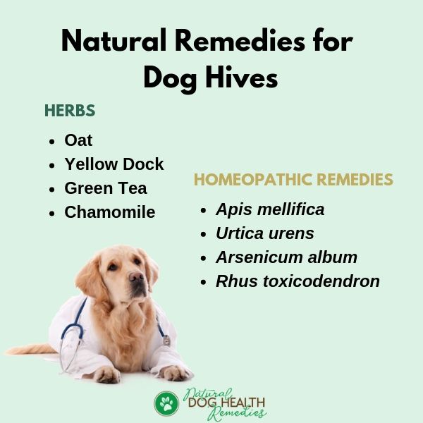 Natural Remedies for Dog Hives