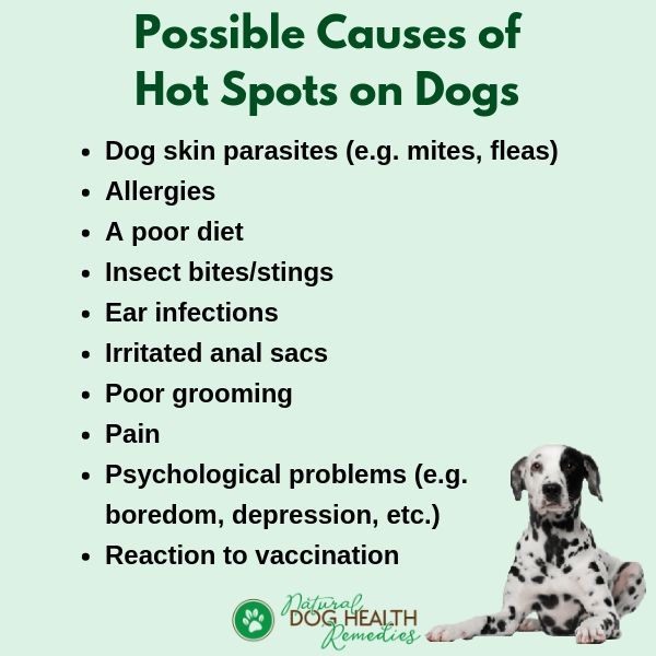 Dog Hot Spots Causes