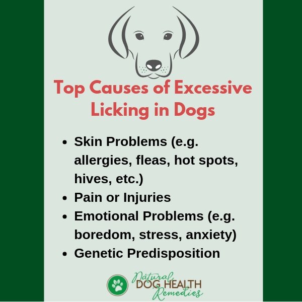 Causes of Excessive Dog Licking