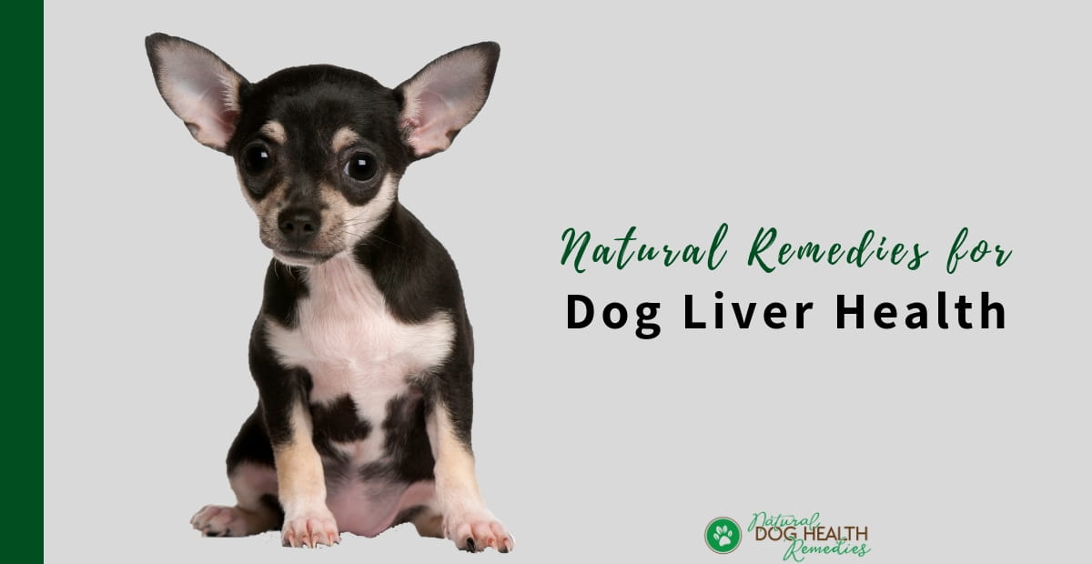 Dog Liver Health - Natural Remedies