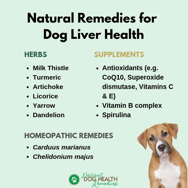 Natural Remedies for Dog Liver Health