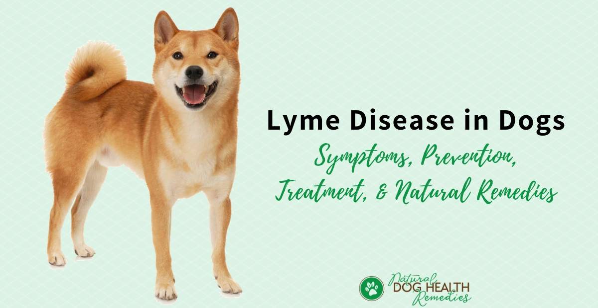 Dog Lyme Disease