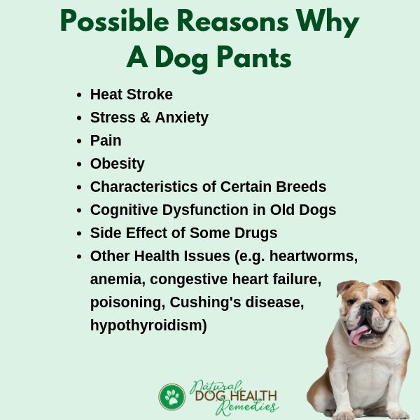 Causes of Panting in Dogs