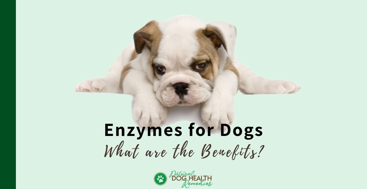 Digestive Enzymes for Dogs