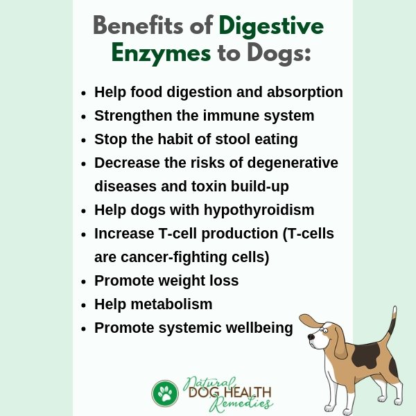 Benefits of Digestive Enzymes to Dogs