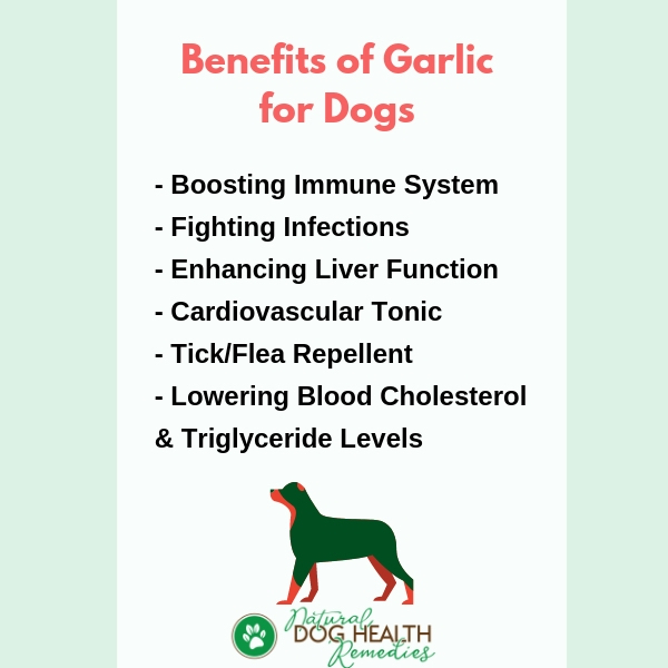 Garlic Benefits for Dogs