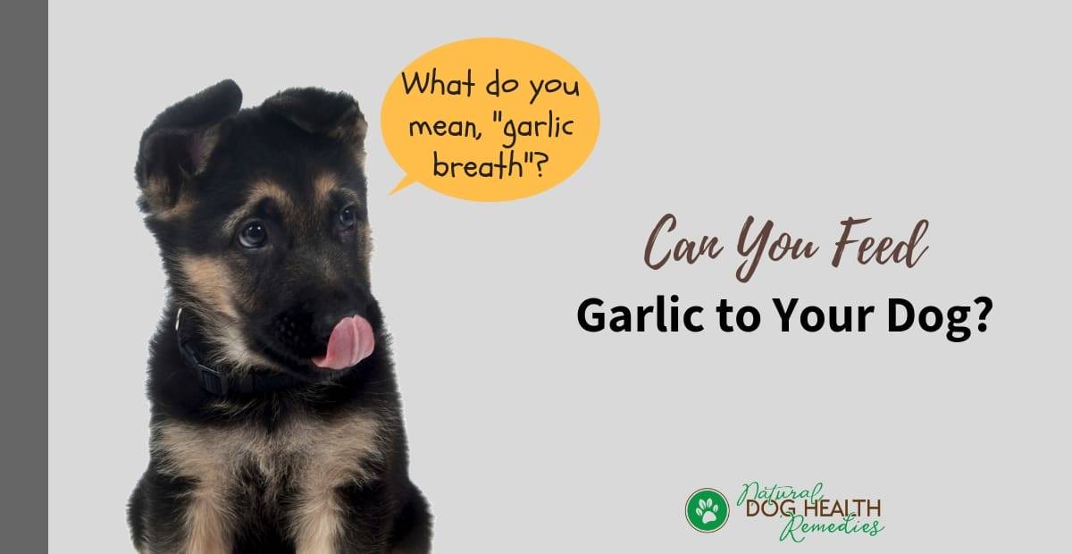 what can i give my dog if he ate garlic